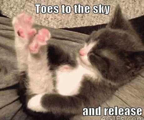 Yoga with Cats Meme